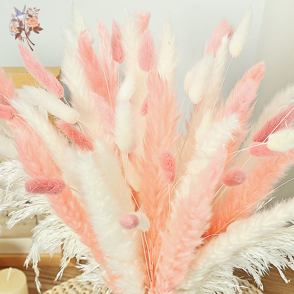 62 Pieces White Reeds Pink Rab - Dried Pampas Bundle review and price