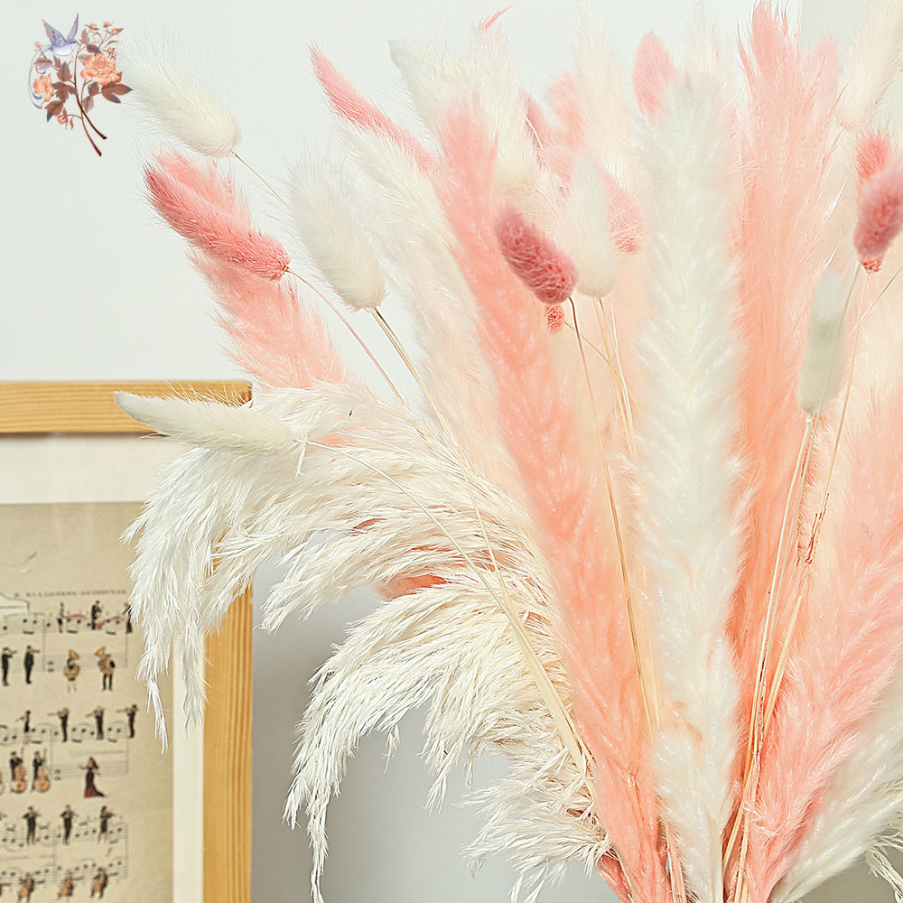 62 Pieces White Reeds Pink Rab - Dried Pampas Bundle review and price
